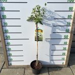 Kalina obyčajná (Viburnum opulus) ´ESKIMO´ - výška 110-130 cm, kont. C7.5L - NA KMIENKU
